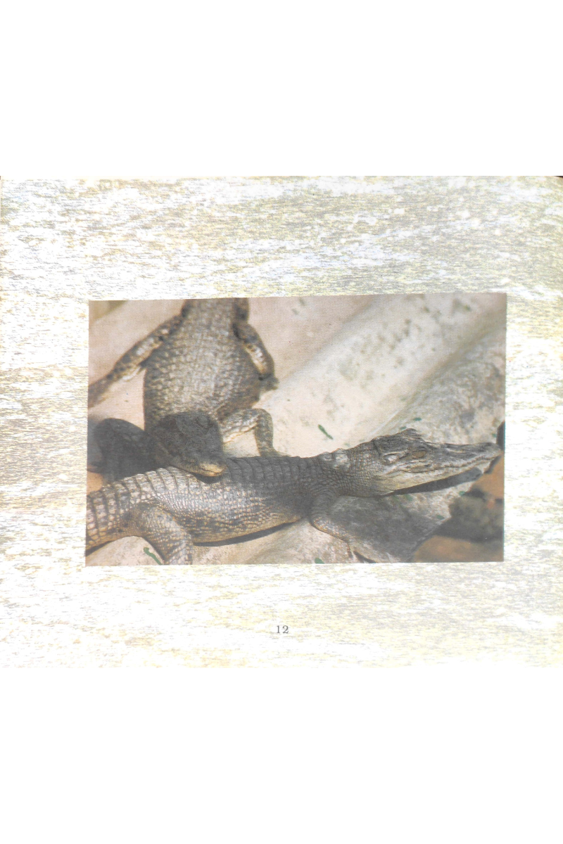 Crocodile