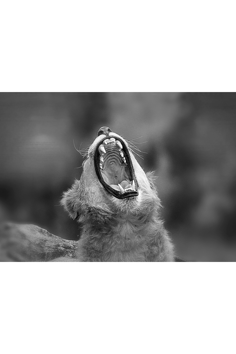 Wild Kenya: Shutter Stories