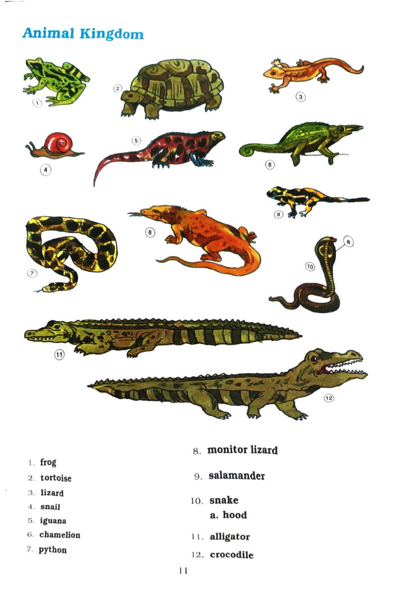 Samsad Picture Dictionary for Juniors - English — Chandana Datta