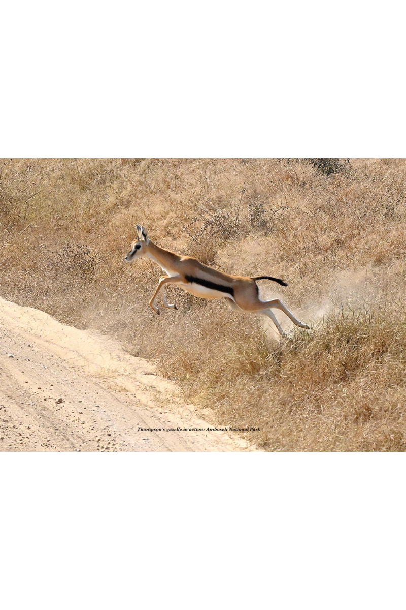 Wild Kenya: Shutter Stories