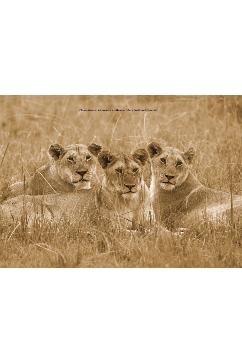 Wild Kenya: Shutter Stories