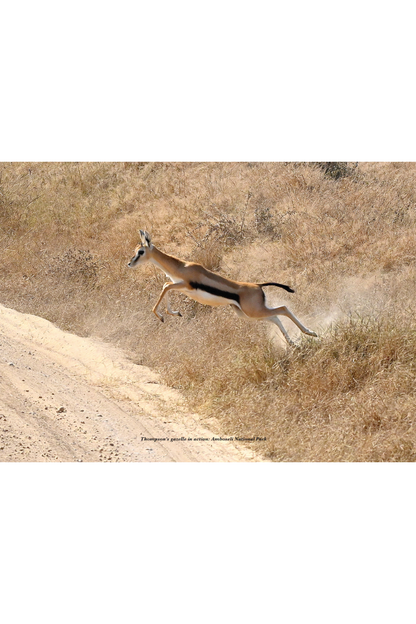Wild Kenya: Shutter Stories
